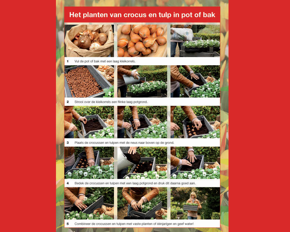 Instructies voor het planten van crocussen en tulpen in een pot of bak.