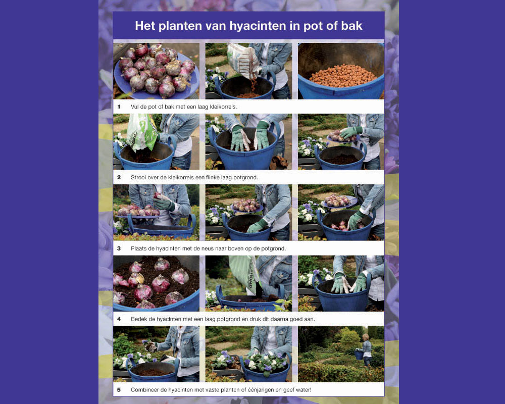 Instructies voor het planten van hyacinten in een pot of bak.