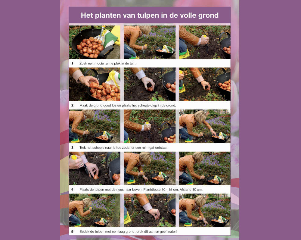 Instructies voor het planten van tulpen in de volle grond.